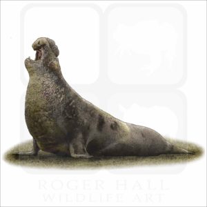 Northern Elephant Seal illustration
