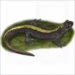 Long-toed Salamander illustration