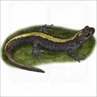 Long-toed Salamander illustration