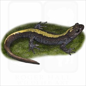 Long-toed Salamander illustration