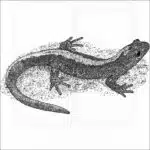 Long-toed Salamander