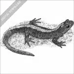 Northern Long-toed Salamander stock image