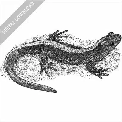 Northern Long-toed Salamander stock image