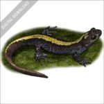 Long-toed Salamander stock image
