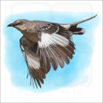 Northern Mockingbird illustration