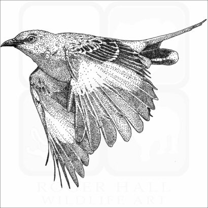 Northern Mockingbird