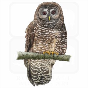 Northern Spotted Owl illustration