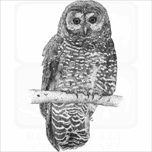 Northern Spotted Owl