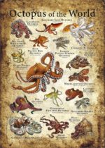 Octopus of the World