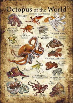 Octopus of the World