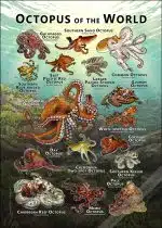Octopus of the World poster print