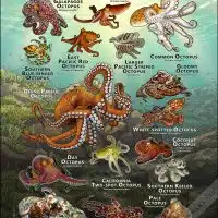 Octopus of the World poster print
