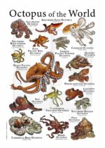 Octopus of the World Poster Print - Image 2