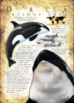 Orca or Killer Whale Poster