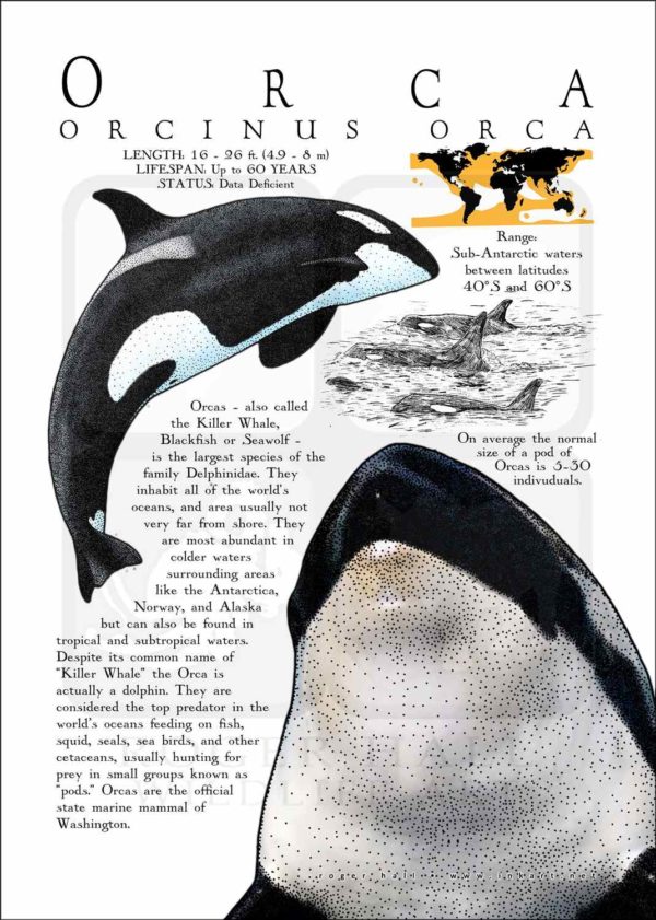 Orca Poster Print / Infographic - Image 2