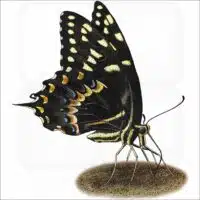 Palamedes Swallowtail Butterfly illustration