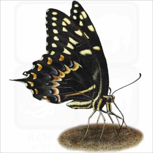 Palamedes Swallowtail Butterfly illustration