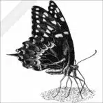 Palamedes Swallowtail Butterfly