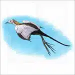 Pheasant Tailed Jacana illustration