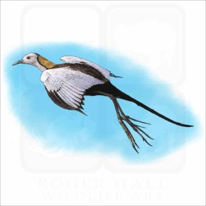 Pheasant Tailed Jacana illustration