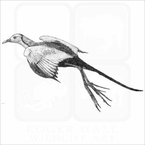 Pheasant Tailed Jacana black and white illustration