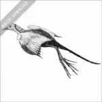 Pheasant Tailed Jacana black and white stock drawing