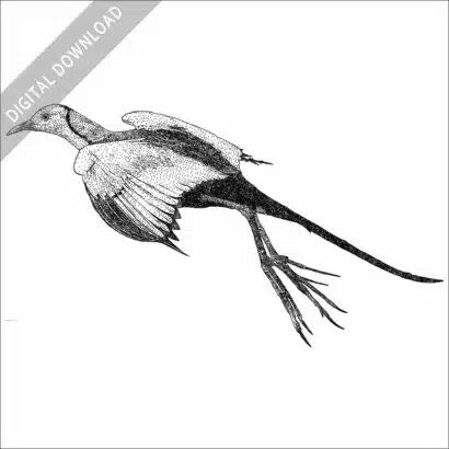 Pheasant Tailed Jacana black and white stock drawing