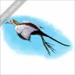 Pheasant Tailed Jacana stock image