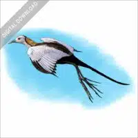 Pheasant Tailed Jacana stock image