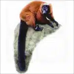 Red Ruffed Lemur illustration