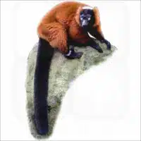 Red Ruffed Lemur illustration