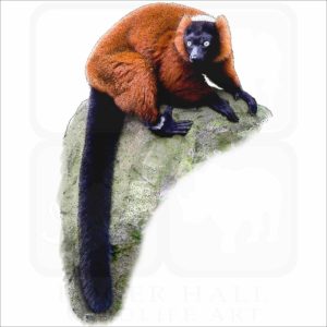 Red Ruffed Lemur illustration