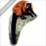 Red Ruffed Lemur stock image
