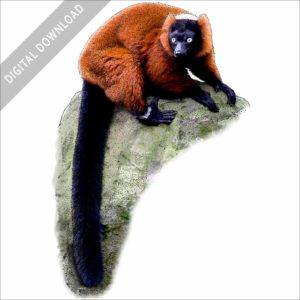 Red Ruffed Lemur stock image