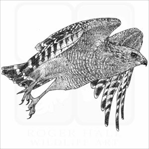 Red-Shouldered Hawk