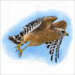 Red-Shouldered Hawk illustration