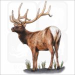 Rocky Mountain Elk illustration