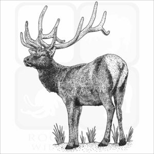 Rocky Mountain Elk