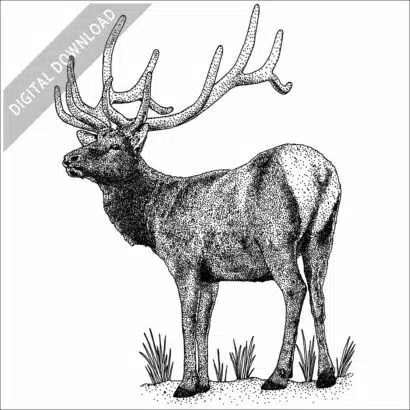 Rocky Mountain Elk