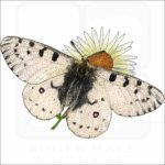Rocky Mountain Apollo Butterfly illustration