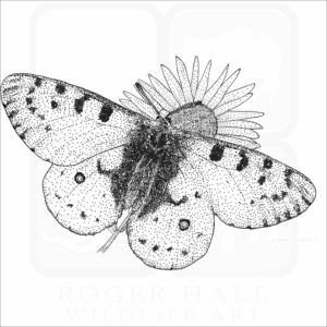 Rocky Mountain Apollo Butterfly