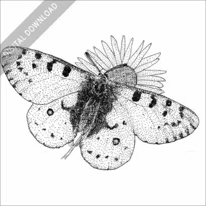 Rocky Mountain Parnassian Butterfly