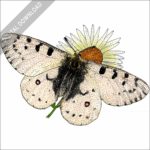 Rocky Mountain Apollo or Parnassian Butterfly stock image