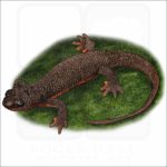 Rough-Skinned Newt illustration