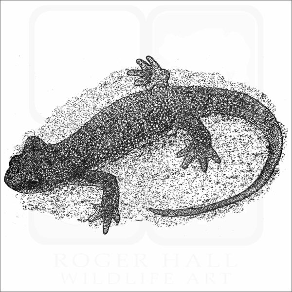 Rough-Skinned Newt