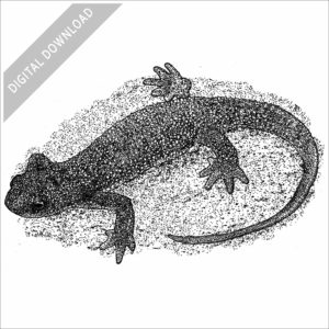 Rough-Skinned Newt