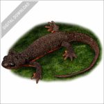 Rough-Skinned Newt stock image