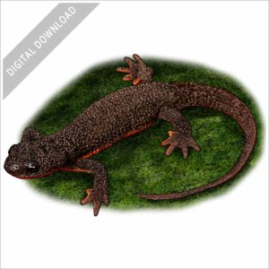 Rough-Skinned Newt stock image
