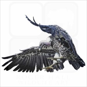 Rüppell's Vulture illustration