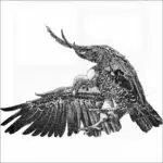 Rüppell's Vulture